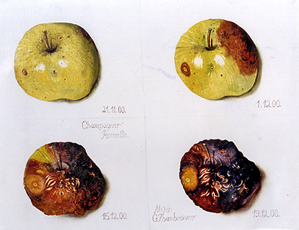 Äpfel