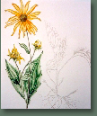 blumen