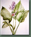 blumen