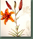 blumen