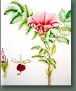 blumen
