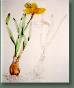 blumen