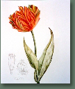 blumen