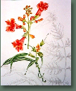 blumen
