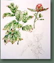 blumen