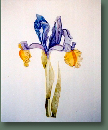 blumen