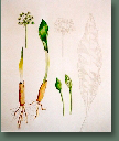 blumen